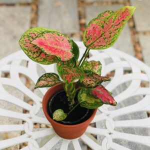 Aglaonema Pink Beauty