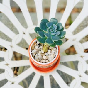 Echeveria elegans Plant