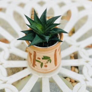 Haworthiopsis limifolia
