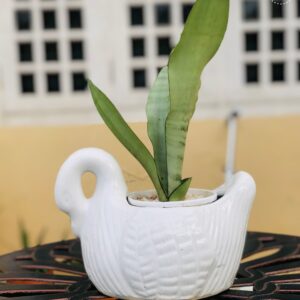 Sansevieria ( MoonShine ) Plant