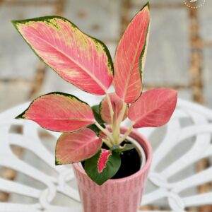 the bb garden, basheer bashi garden, plant nursery in Kochi