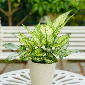 the bb garden, basheer bashi garden, plant nursery in Kochi