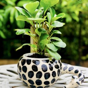 the bb garden, basheer bashi garden, plant nursery in Kochi